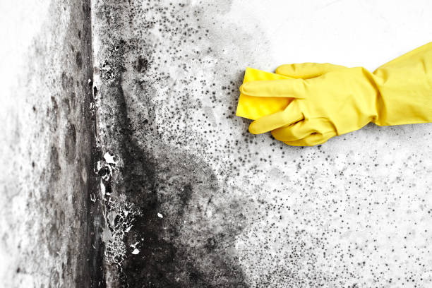 Best Airborne Mold Testing  in Aberdeen, IN