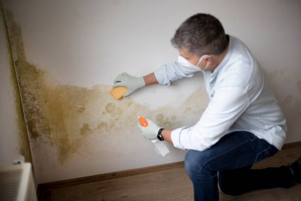 Environmental Consulting for Mold Prevention in Aberdeen, IN